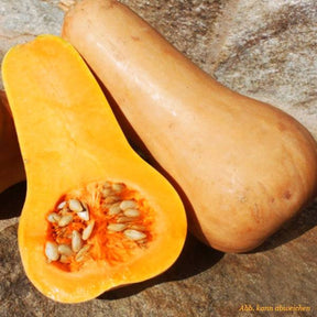 Bütterkürbis offen