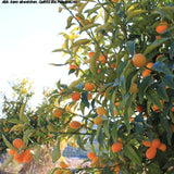 Kumquat am Baum