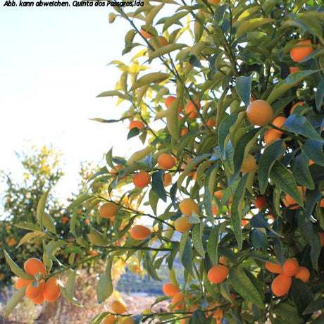 Kumquat am Baum