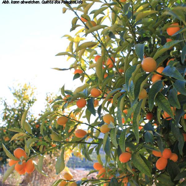 Kumquat am Baum
