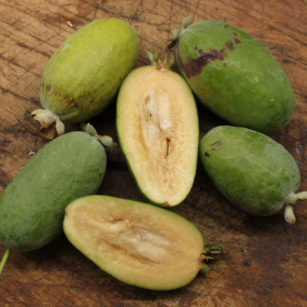 Brasilianische Guave Feijoa