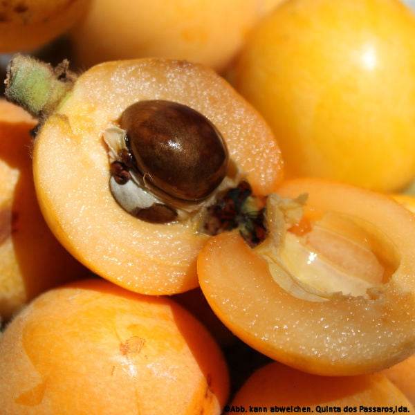 Japanese loquat / Nêspera, unidade