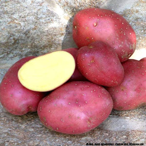 Kartoffeln mit roter Schale