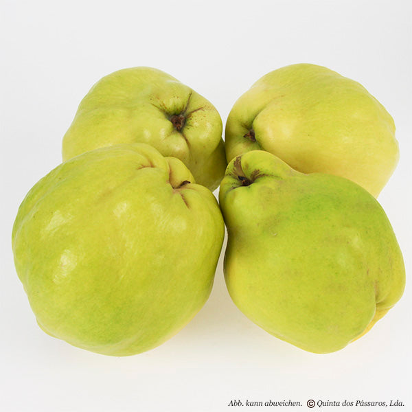 Quinces / Marmelos, unidade