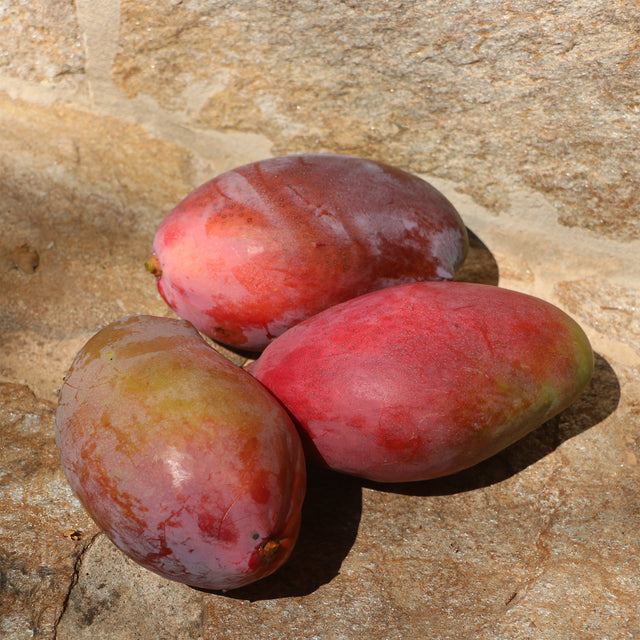 Mango Portugal