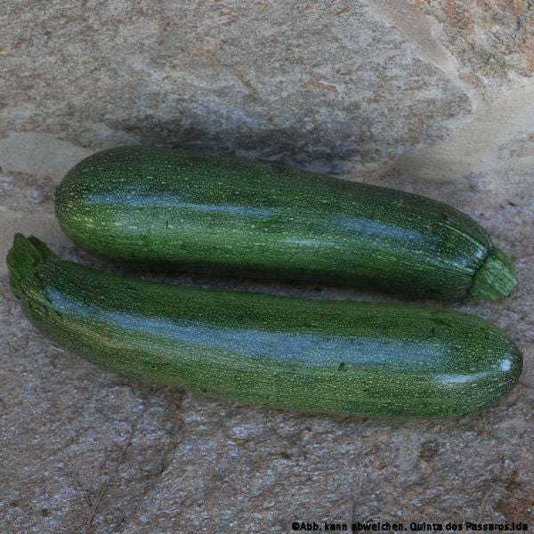 Zucchini / Courgette, unidade