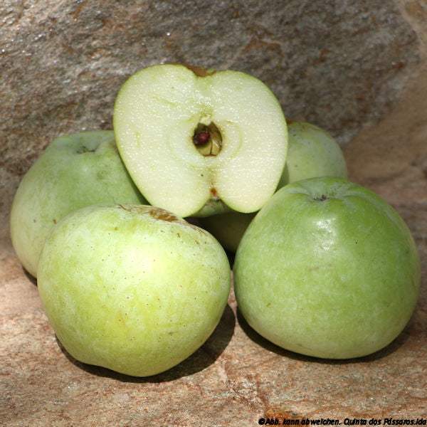 Wildäpfel Esmolfe