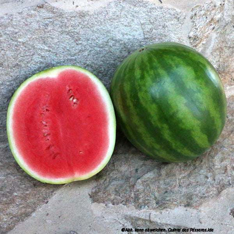 Wassermelone gestreift