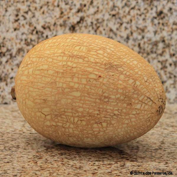 Melone Waikiki