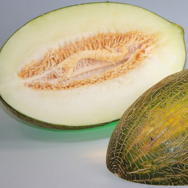 Melon / Melão pele de sapo – Orangenfarm Portugal