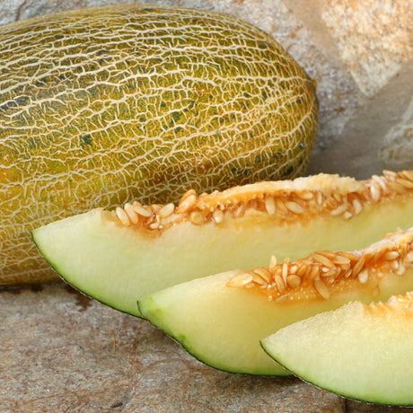 Melone Pele de Sapo