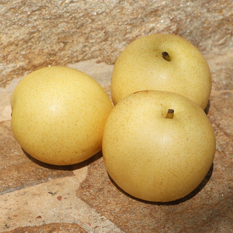 Nashi-Birnen