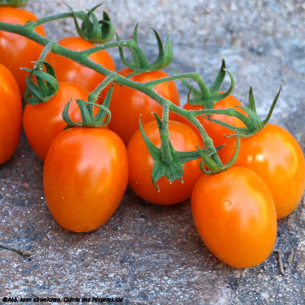 Cocktail Tomaten