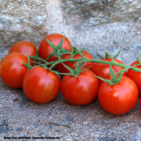 Cherry Tomaten