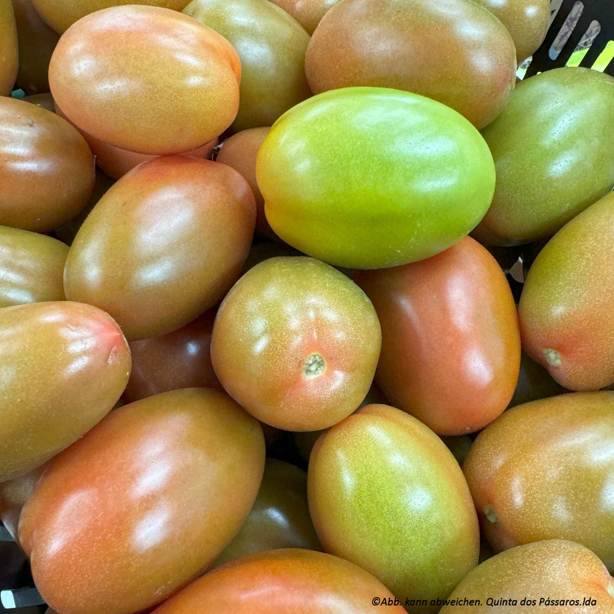 Eiertomaten / Tomate chucha, unidade