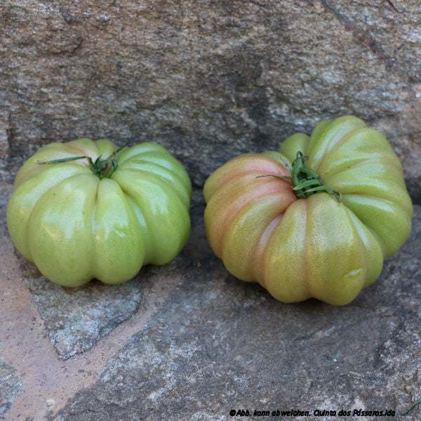 Beef tomatoes green-red / tomato monte rosa, unidade