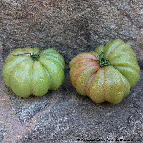 Beef tomatoes green-red / tomato monte rosa, unidade