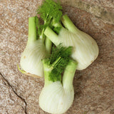 3 Fenchel
