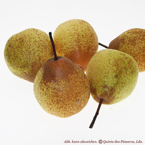 Rock pears / Pêra rocha, unidade