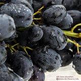 Weintrauben kernlos dunkel Midnight Beauty