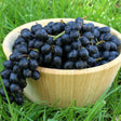 Weintrauben kernlos dunkel Midnight Beauty