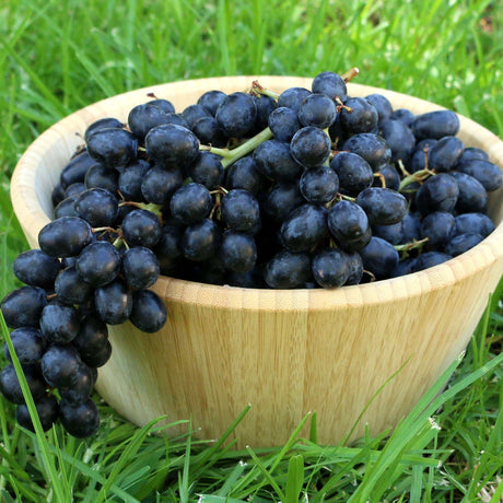 Weintrauben kernlos dunkel Midnight Beauty