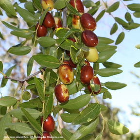 Jujuben am Baum