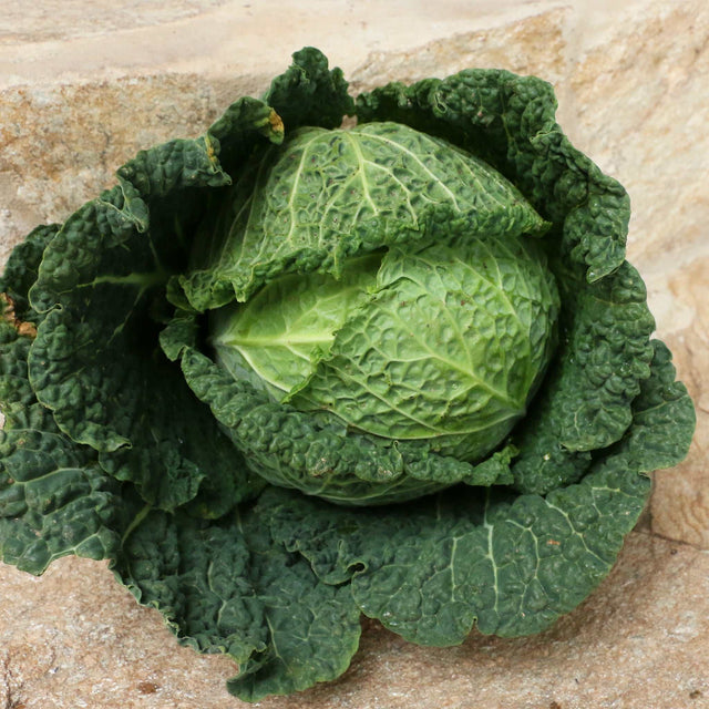 Kohl Lombarda, Wirsing vorne