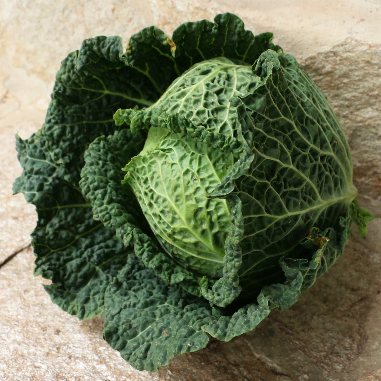 Kohl Lombarda, Wirsing seite