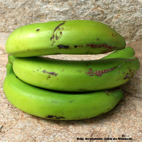 Bananes Madère / Banana da madeira unidade