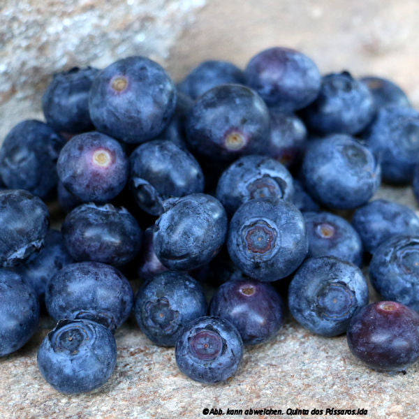 Blaubeeren, Heidelbeeren / Mirtilos, unidade