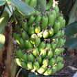 Quinta Bananen Staude