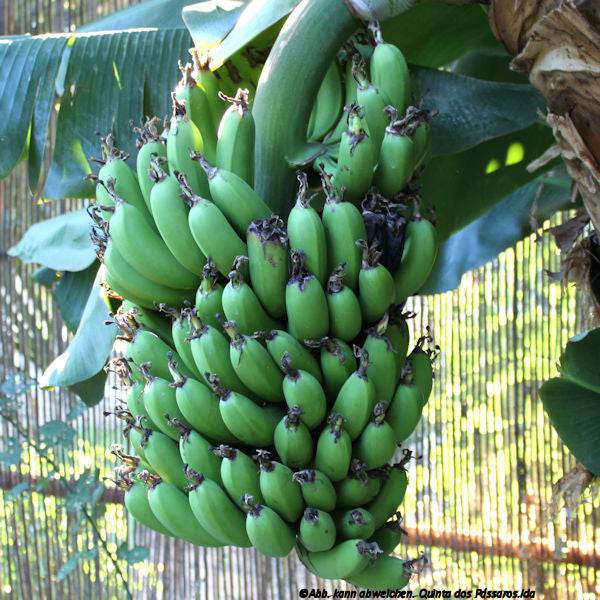 Quinta Bananen an der Staude