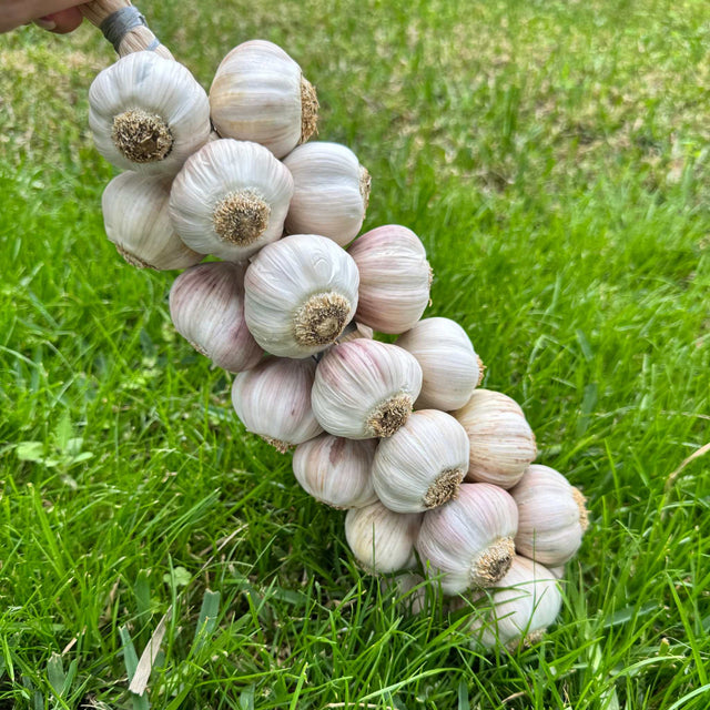 Knoblauchzopf