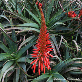 Aloe arborescens