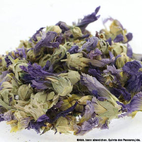 Eibischblüten ganz blau