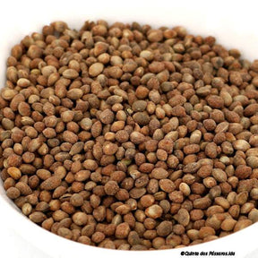 Knabberhanf geröstet Cappuccino 