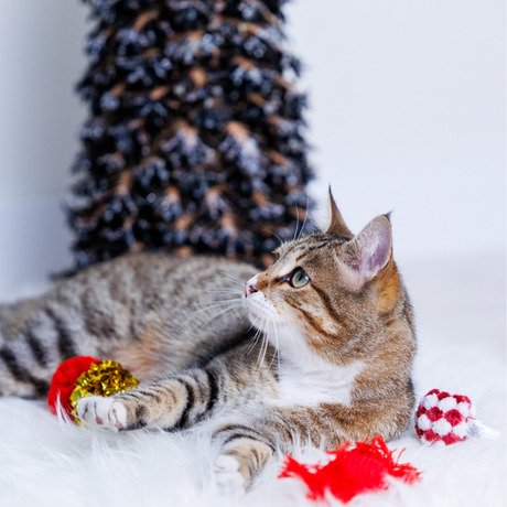 Katzenspielzeug Geschenkbox Weihnachten Katze