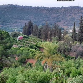 CO2 Emissionen Bäume