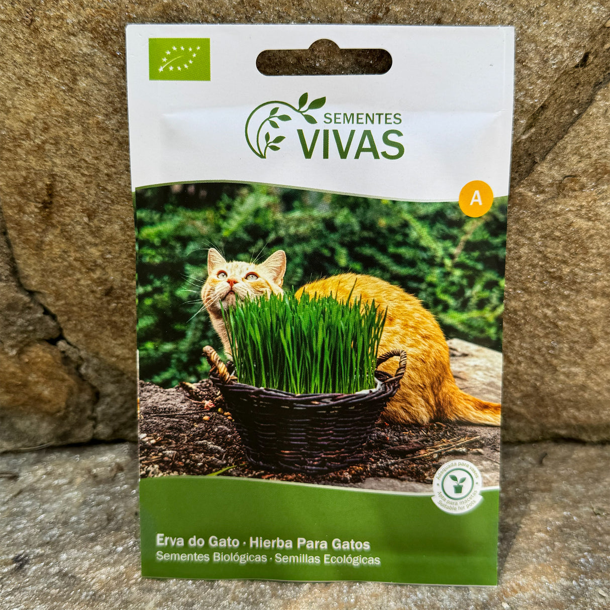 Katzengras Saatgut / Sementes erva de Gato, Bio, unidade