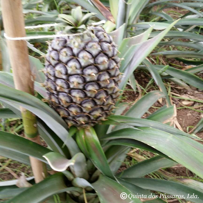 Ananas an Pflanze