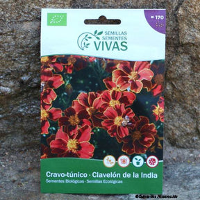 Tagetes Blumen Saatgut