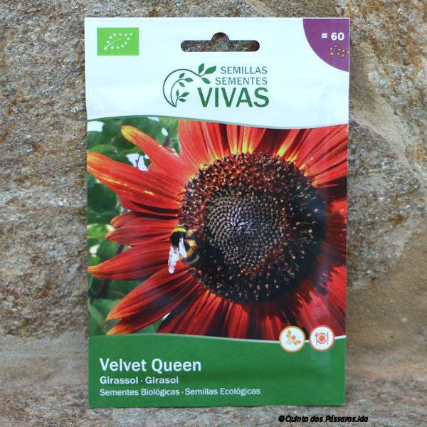 Graines de tournesol rouge / Sementes de Girassol Velvet Queen, biologiques, unidade