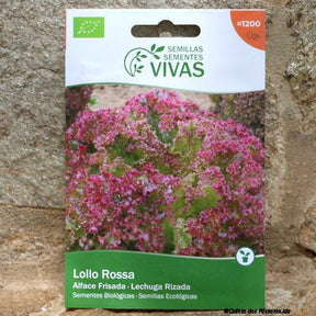 Salat Lollo Rossa Saatgut 
