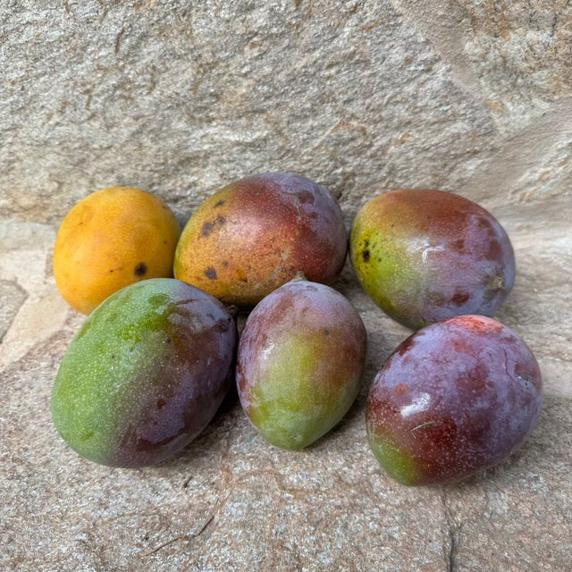 Mango Iberische Halbinsel 