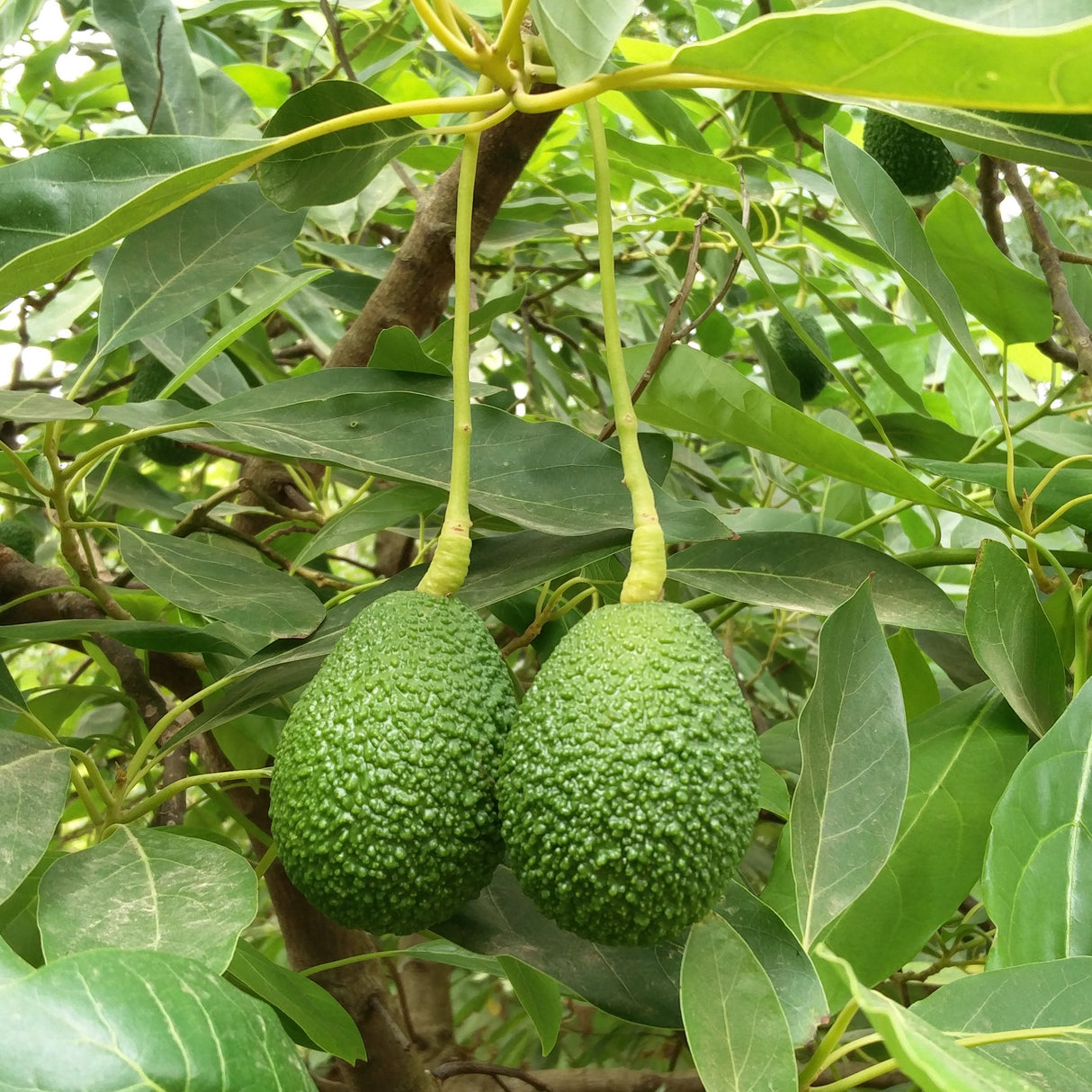 Avocados Hass am Baum