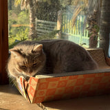 Katzenlounge mit Jasmin