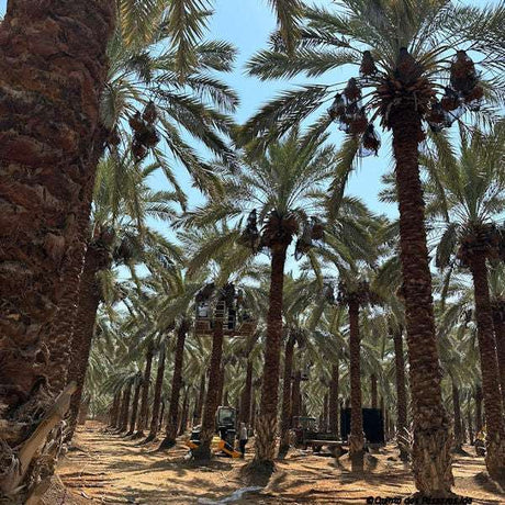 Datteln Palme