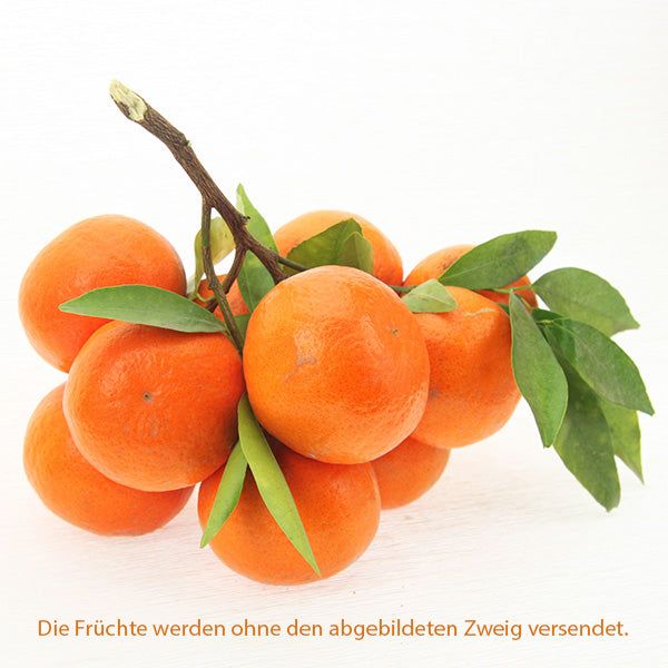 Clementinen am Zweig