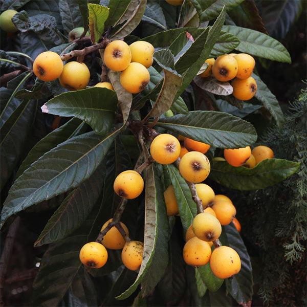 Japanese loquat / Nêspera, unidade
